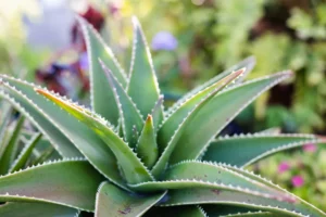 Aloe vera leaves used in natural scalp care shampoo and all Sai Zen hair care products